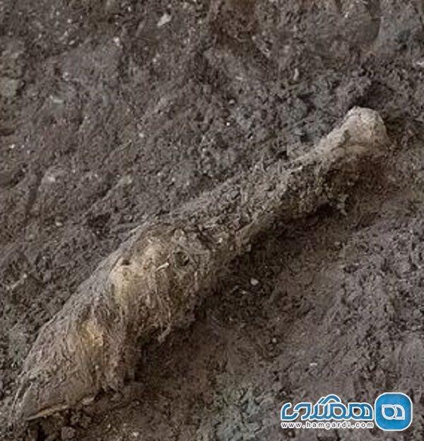 نتیجه آنالیز بقایای 1600 ساله یک گوسفند در معدن نمک زنجان منتشر شد