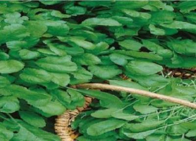 آشنایی با خواص و مضرات شاهی