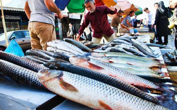 افزایش 77 درصدی قیمت ماهی قزل آلا